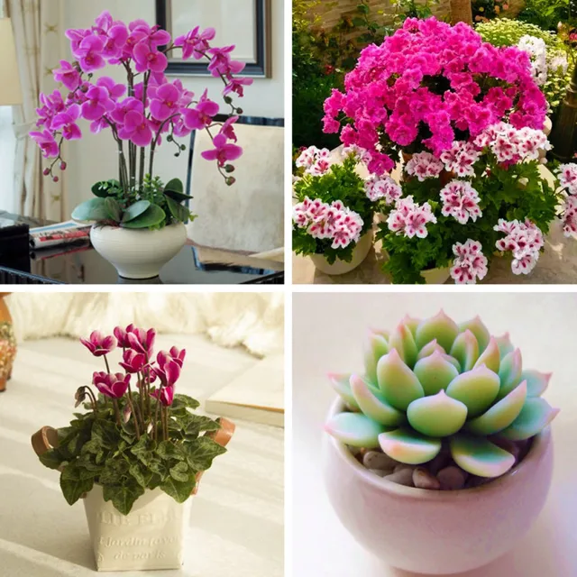 12L Természetes Sphagnum Moha Mohát Hidratáló Táplálkozási Szerves Műtrágya A Phalaenopsis Sarracenia Orchidea Kerti Növényekhez - Image 5