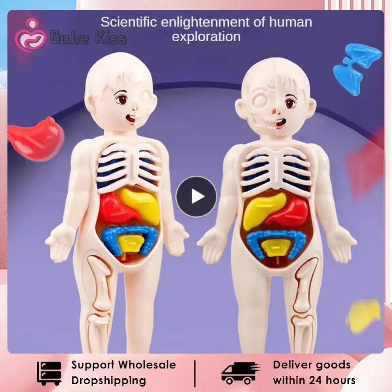 

Набор моделей человеческих органов, Детские сборные ранние научные и образовательные игрушки, 3D пазл, модель анатомии человеческого тела