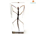 Stick Bugs