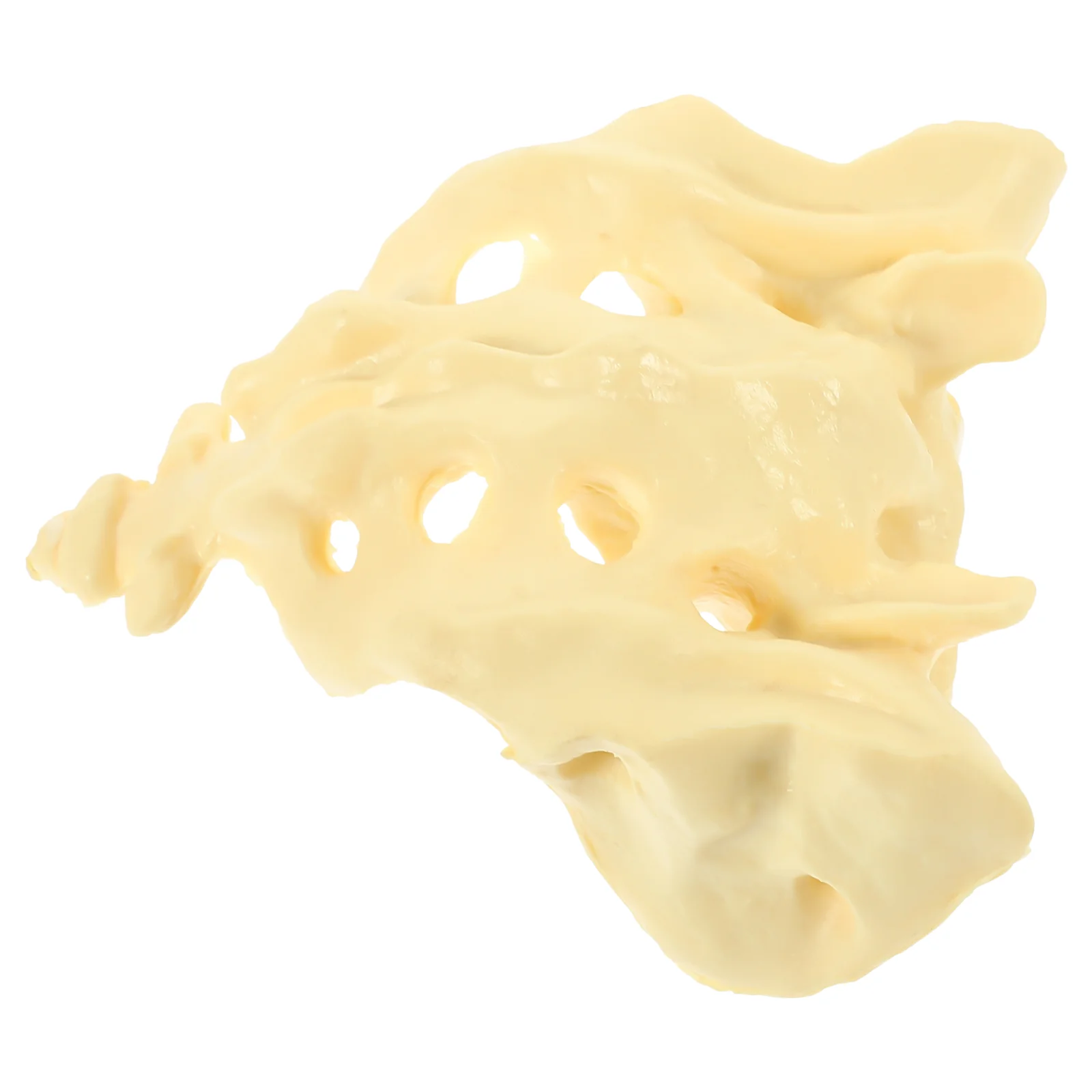 

Models Healthy Sacrum for Hospital Human Anatomy PVC Doctor White Practice Training Anatomical