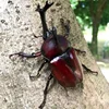 29pcs Real Beetle Wild Insect Animals Specimen Unicorn Beetle Steampunk Education Collection Kid 1
