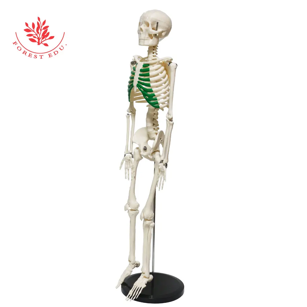 Human Skeleton Model FRT012 Medical Science 85cm Green Thoracic Clinic Pvc Material Education Teaching Research Demonstration