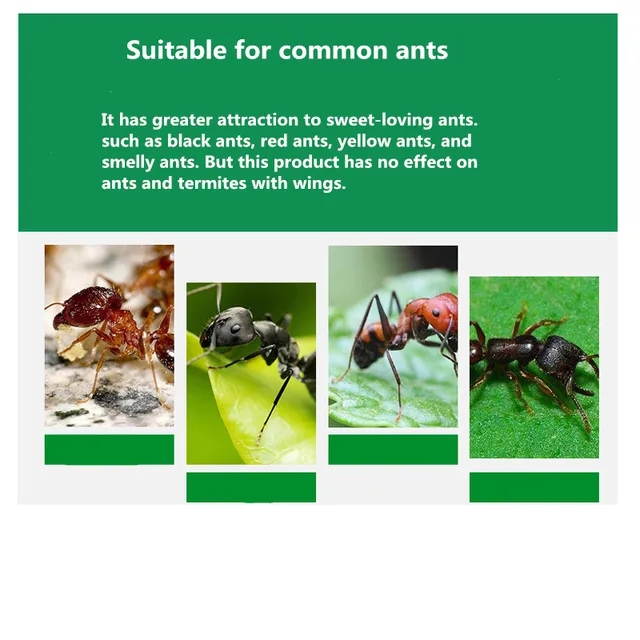 2 Bas Hangya Megöli A Csali Por Ismételt Gyilkos Csapdát Anti Kártevő Hatékony Kártevőirtó Termékek - Image 6