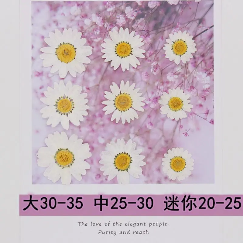 100Pcs Real Natural Dried Pressed Flowers White Daisy Pressed Flower for Resin Jewelry Nail Stickers Makeup Art Crafts dried flower bouquets