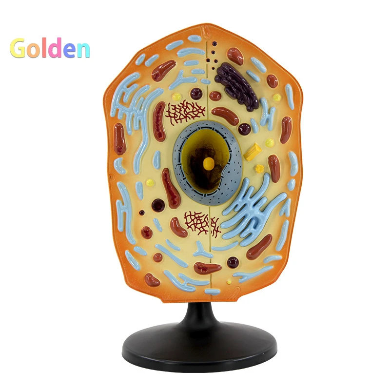 Modelo de célula Animal, equipo de enseñanza de anatomía celular biológica,  instrumento de ciencia y educación, fuentes de enseñanza| | - AliExpress