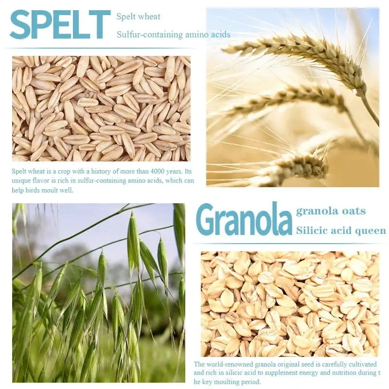Bird food parrot feed oil sunflower bird feed parrot food bird