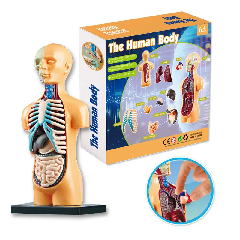Kids Educational Toy Science STEM Game Assembled Human Body Skeleton Anatomy Organs Bones Kit STEM Toys For Children 3