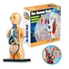 Kids Educational Toy Science STEM Game Assembled Human Body Skeleton Anatomy Organs Bones Kit STEM Toys For Children 3