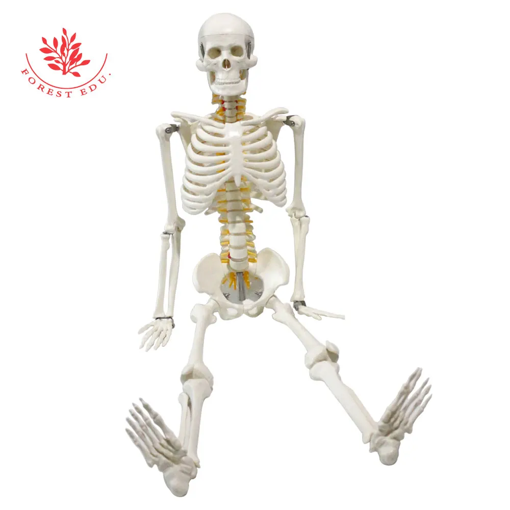 Medical Science Model of Human Skeleton with Spinal Nerve Root FRT005 Medical Teaching Usage