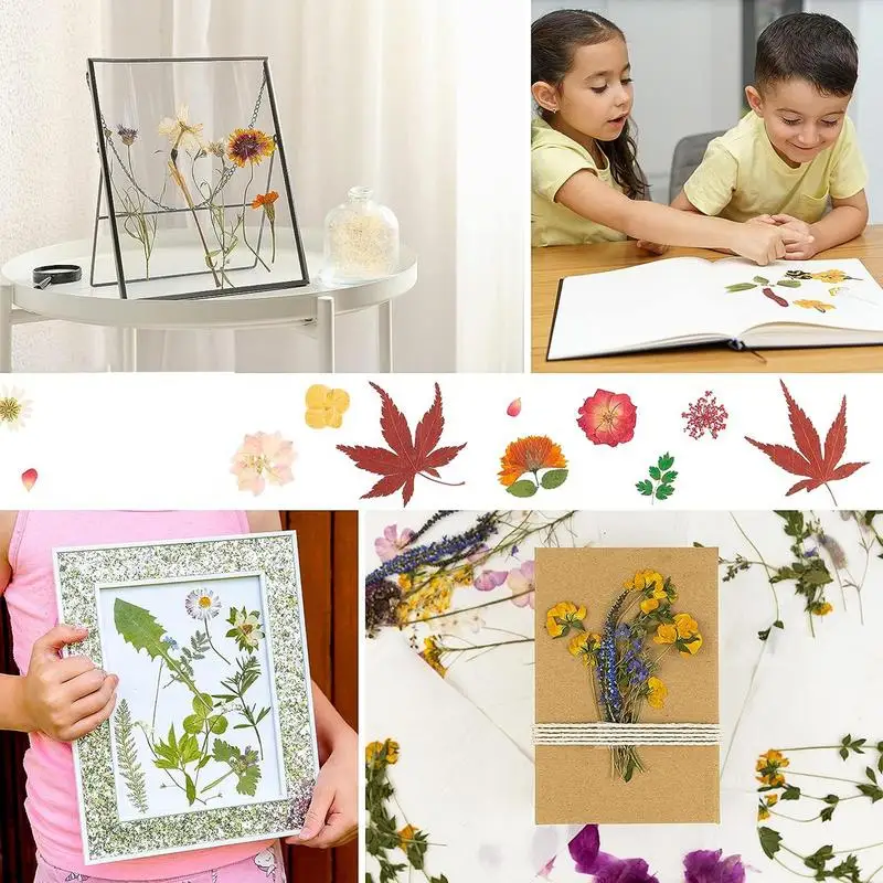 WANDIC – Kit De Presse à Fleurs En Bois – Tout Pour Sécher Et Presser Vos Plantes Comme Un Pro