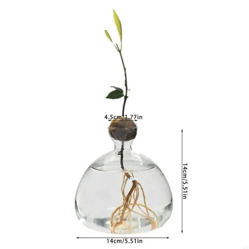 Avocado Seed Starter Vase Transparent Glass Propagation Hydroponic Flower Vase Container Gift Home Office Desktop Decors 6