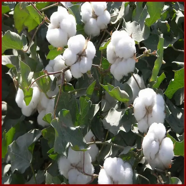 Aatc Növény Növekedési Hormon /Natca - Image 5