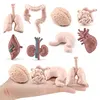 Simulation Human Body Torso Model Game Brain Heart Liver Stomach Kidney Teaching Tools Learning Educational Toys For Children 1