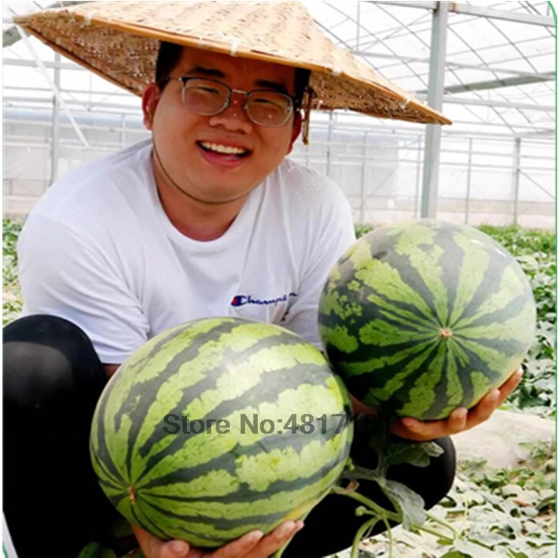 Plant Fertilizer 30g Watermelon melon amino acid water-soluble foliar fertilizer Rooting flowering fruit expansion sweetness yield increase