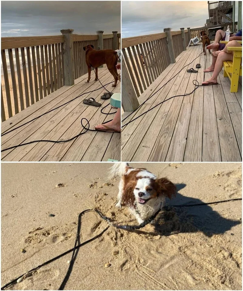 Correa De Entrenamiento Para Perros Extensible De 1.5 A 30 Metros - Resistente, Para Paseos Y Adiestramiento