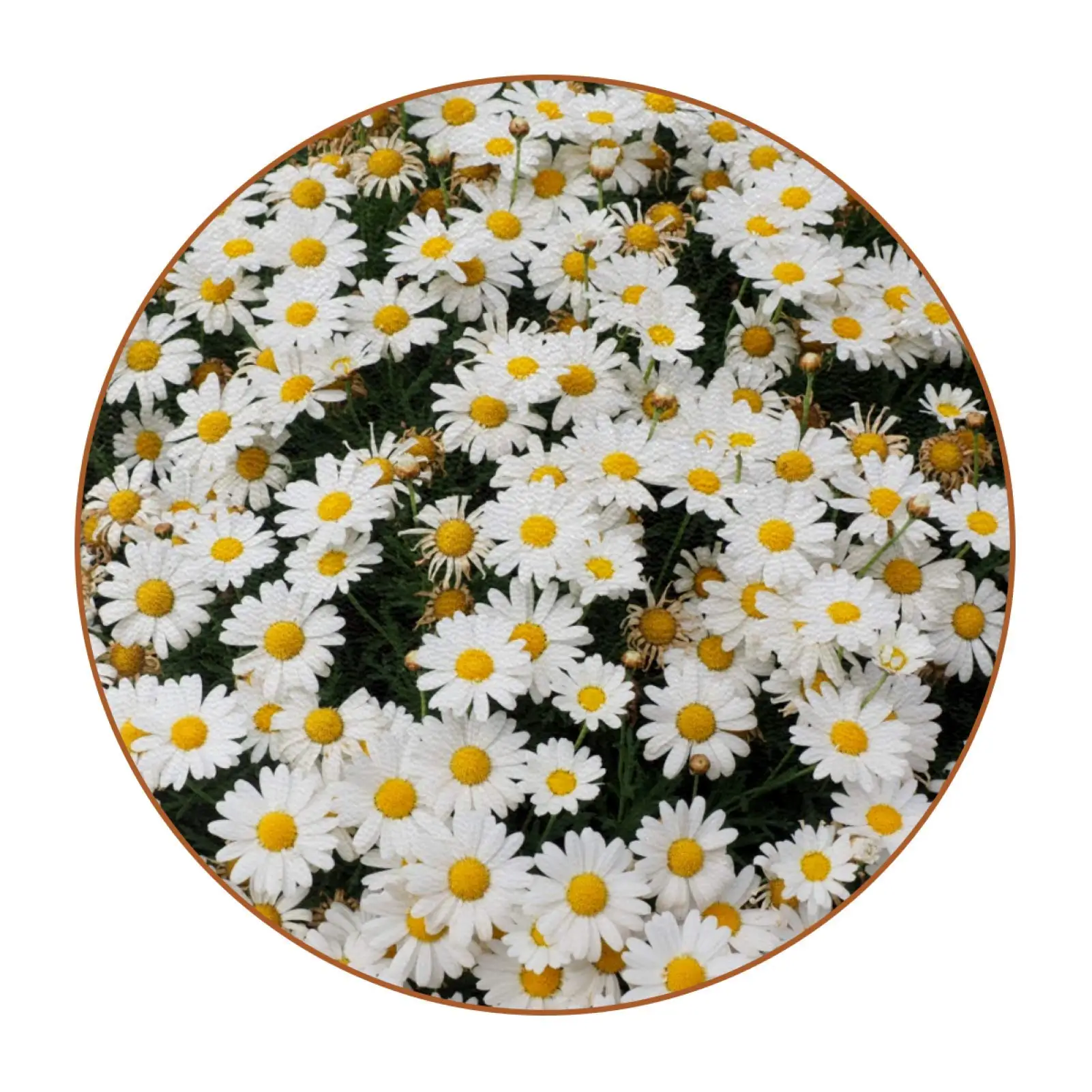 

Подставки с рисунком маргаритки для напитков, впитывающие круглые керамические подставки с пробковой подложкой, защитный коврик для стола