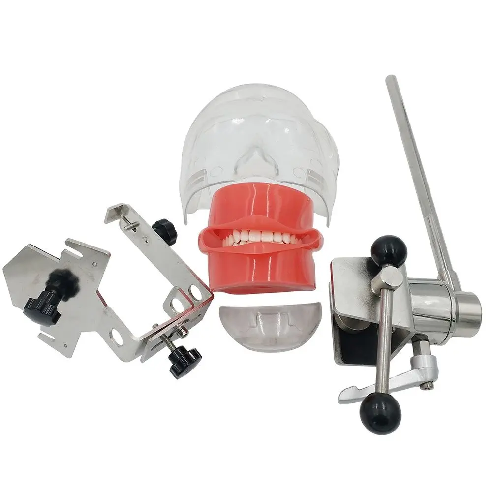 

Compatible Nissin Manikin Dental Simulator Phantom Head Model with New Style Bench Mount for Dentist Education Teaching Model