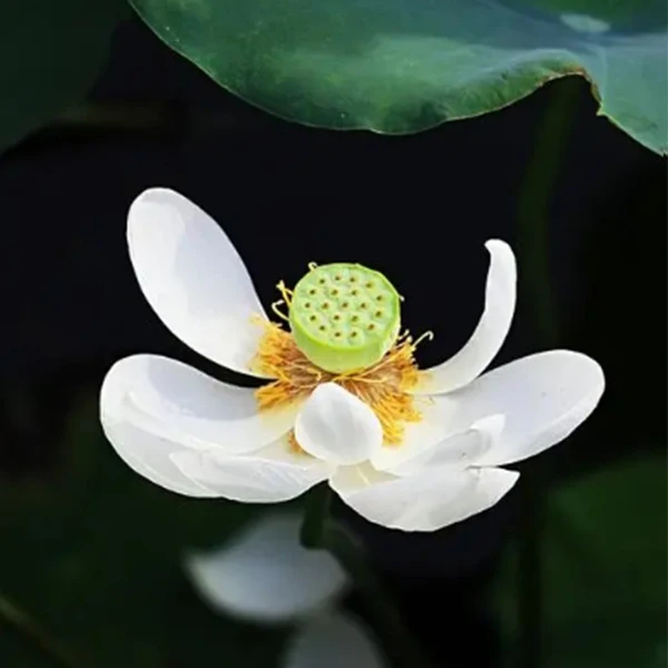 Yingchi Motorcycle Parts Store Store