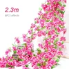 2-3m-rose