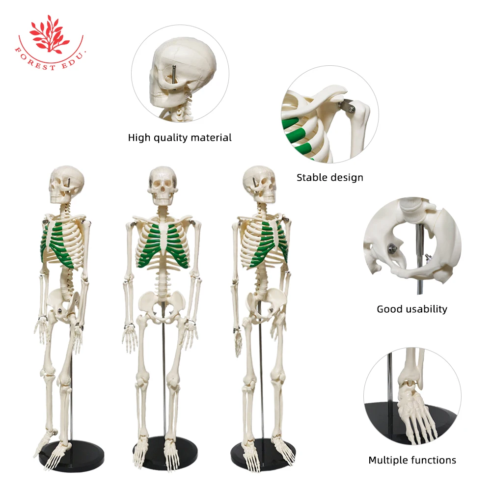Human Skeleton Model FRT012 Medical Science 85cm Green Thoracic Clinic Pvc Material Education Teaching Research Demonstration