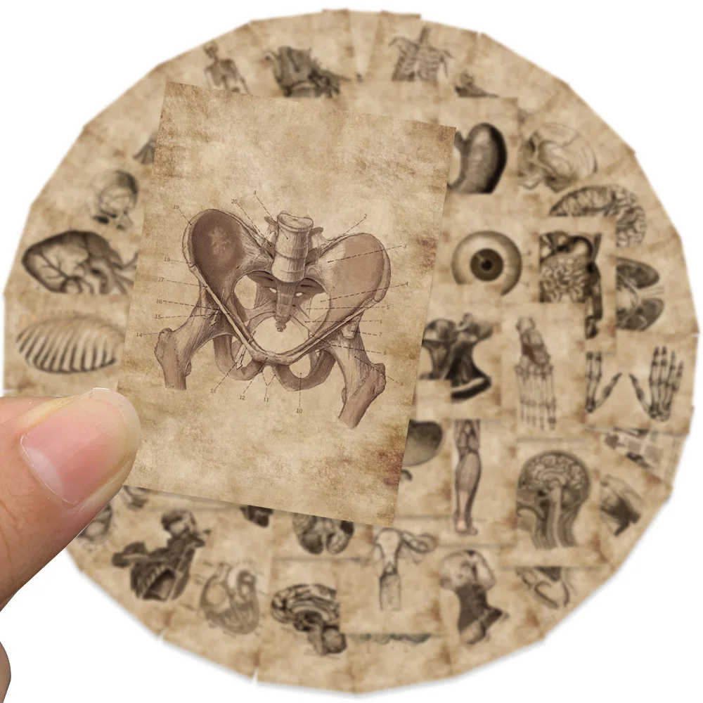 10/30/56pcs Anatomy and Physiology The Body Structure Stickers PVC Waterproof Toy Graffiti Skeleton Stickers For Luggage Decals 3