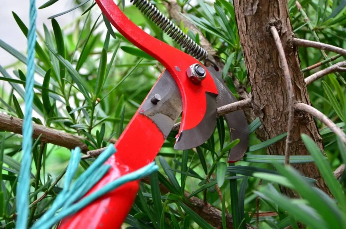 Telescopic Scissors Fruit Picker High-altitude Cutting Branches Pruning Branches Gardening Tools and Equipment