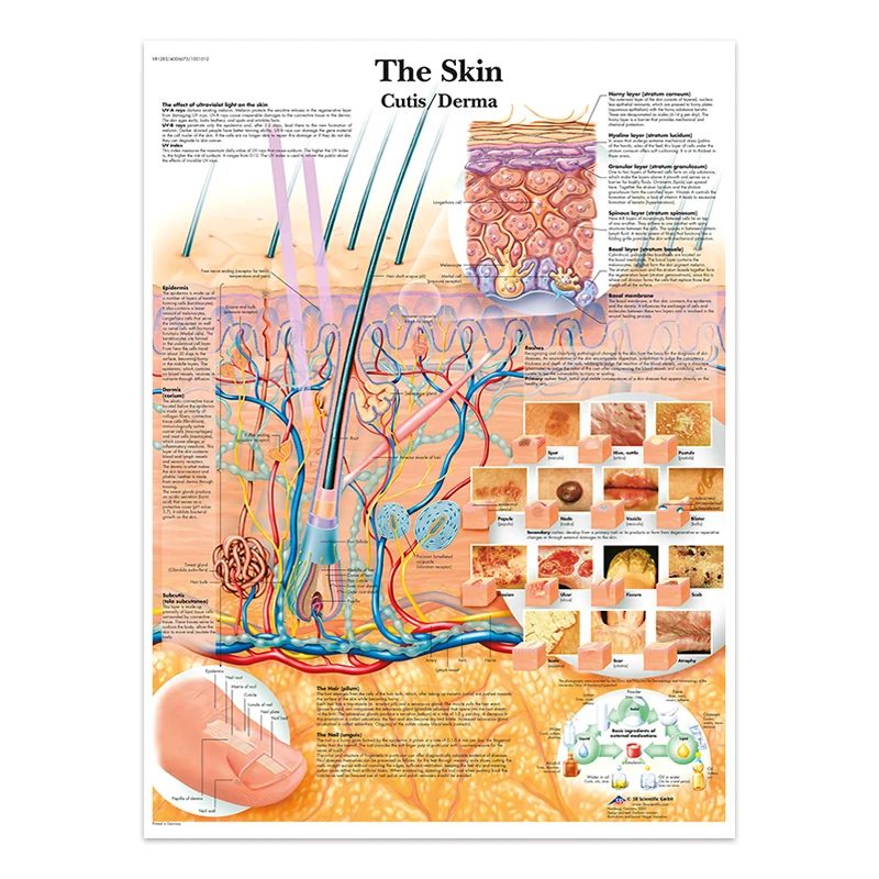 Body Structure Skeleton & Nervous System Anatomy Canvas Art - Educational Medical Decor Print