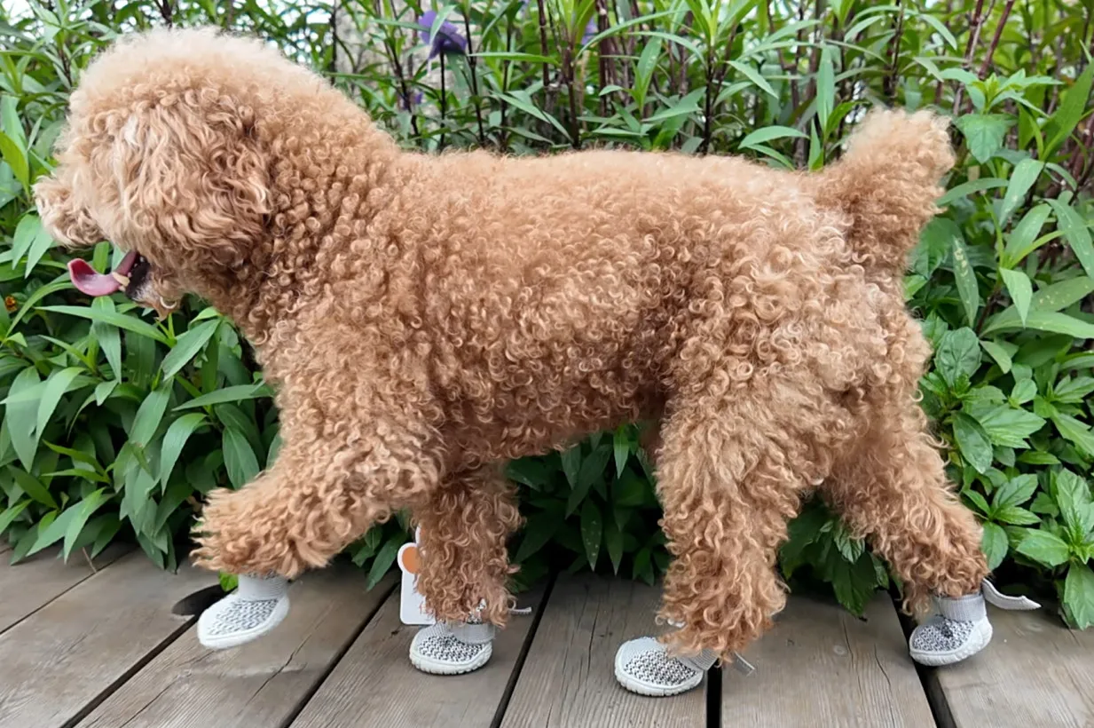 Bequeme, atmungsaktive Mesh-Hundeschuhe, einfach anzuziehende Haustier-Fußbekleidung für Welpen und kleine Hunde – Detail 11