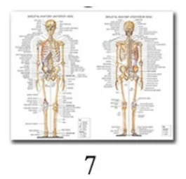thumbnail image 1 of Arte mural científico Sistema muscular Diagrama de anatomía humana Suministros de educación médica Pósteres e impresiones en lienzo al óleo en alta definición Decoración del hogar, 1 of 5