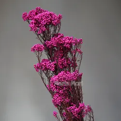 Elegant Preserved Rice Flower for Home and Office Decor - Ideal for DIY Crafts and Handmade Candle Projects (Rose red)
