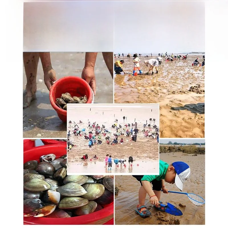 성인과 어린이를 위한 완벽한 해산물 채집 도구 세트, 해변 게 잡이 삽, 조개 파는 특수 장비, 게의류 전문가