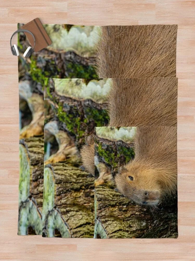 ������ ��� ��� ���� ��� ���� ���� ���, ���� ���游