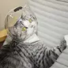 Breathable Ball-shaped Cat Head Cover Sturdy Anti-bite Kitten Protective Helmet Pet Grooming Space Hood Muzzle Mask 4