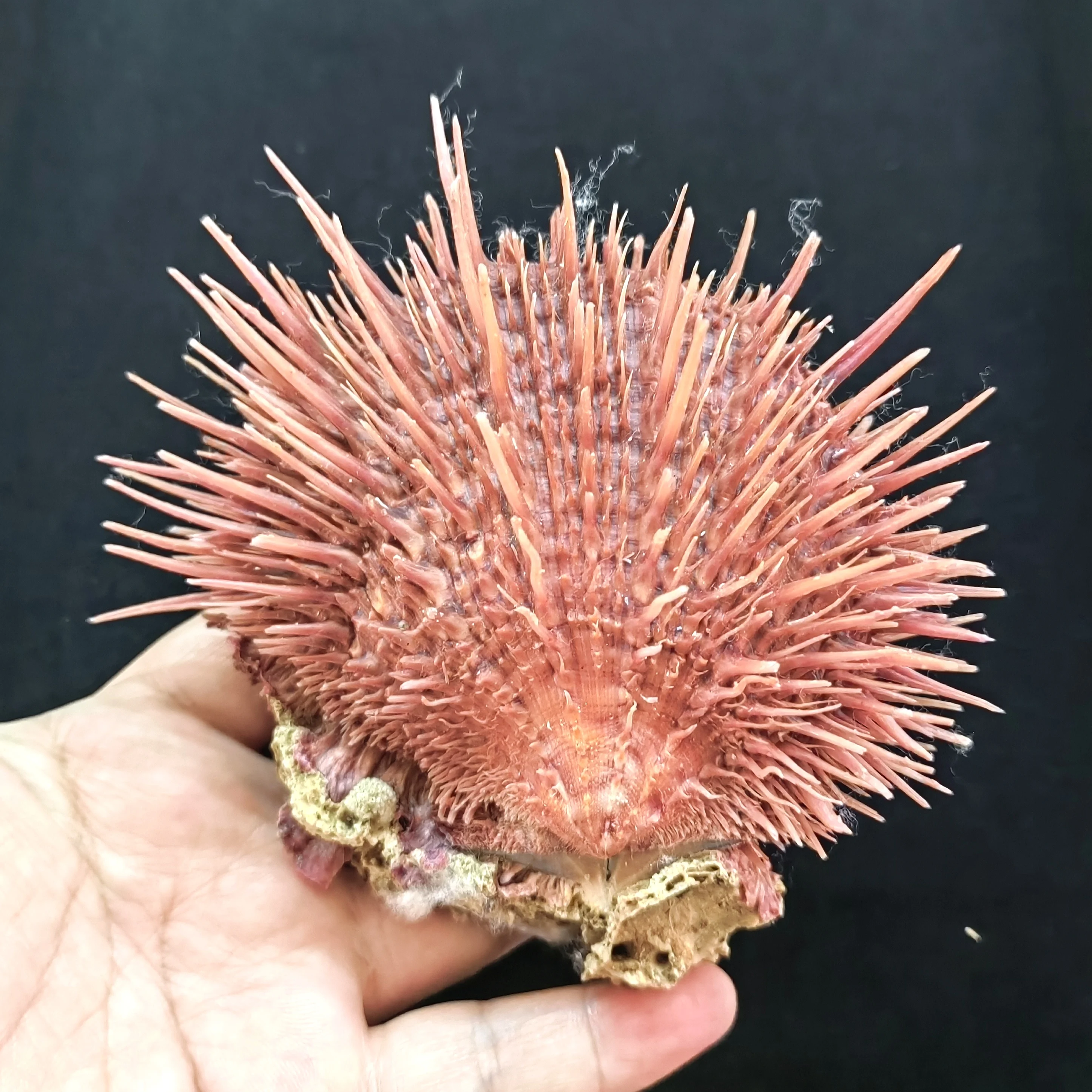 10cm 천연 가시 굴 조개 선물 수족관 장식 크리스마스 장식 핑크 스폰디일라이..