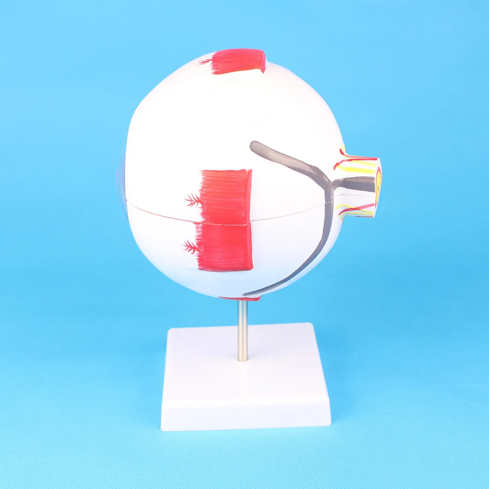 Anatomical Eye Model For Eye Special Teaching