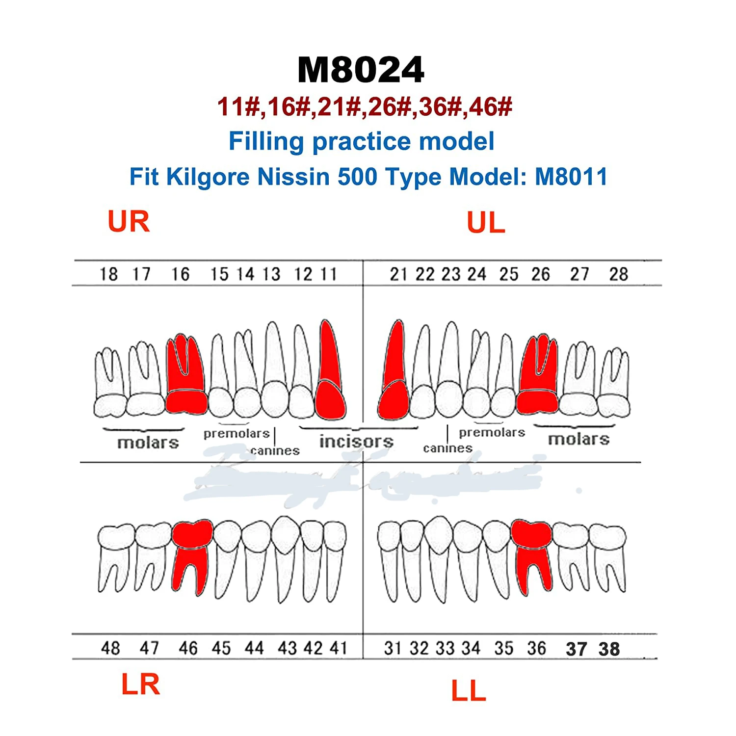 

Dental Typodont Practice Teeth Model Individual Replacement Teaching Resin Filling Training Compatible Kilgore Nissin 500 Type