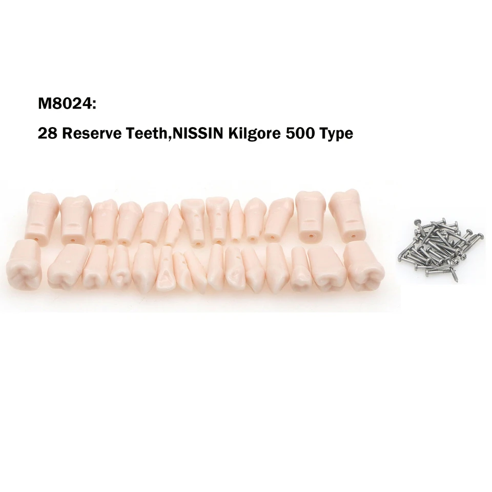 Dents De Remplacement Pour Typodont (modèle Dentaire) Type Kilgore/Nissin 200/500 - Lot Neuf