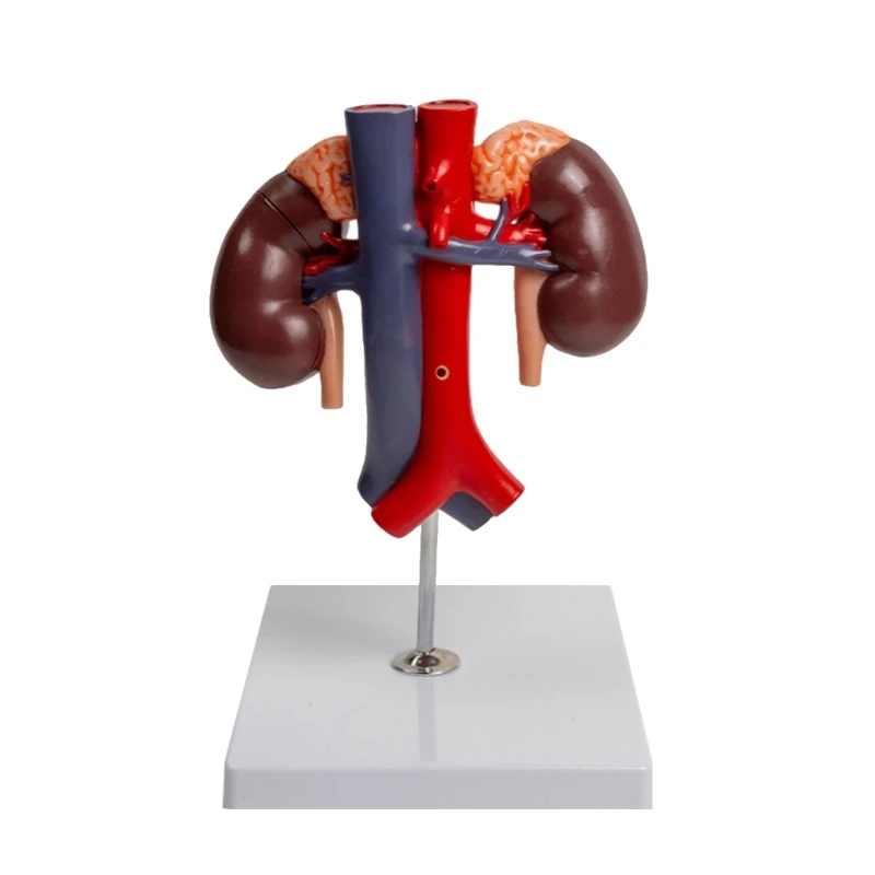 

Anatomical Kidney Model for Disease Study Medical Lecture