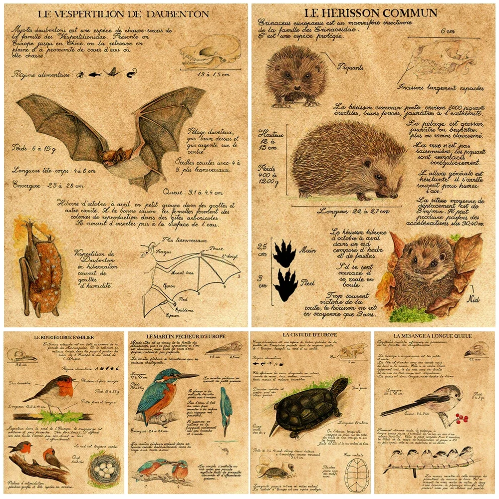 Vintage Wildlife Art Poster: Hedgehog, Bat, Sparrow - Biological Knowledge Print