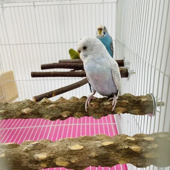 Bird Claw Stick 2