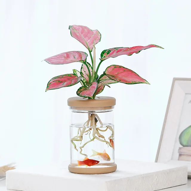 Transparent Hydroponic Flower Pot