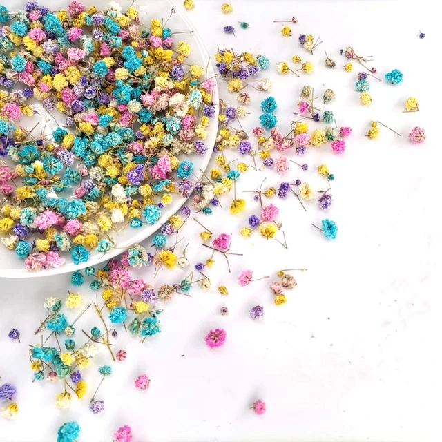 Silicone world 1/2g Real Dried Flowers Little Star Flower For DIY Epoxy  Resin Jewelry Making