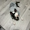 Dog Clothes Hoodies The Dog Face Wind Coat Warm for Small Large Dogs Jacket Sweatshirt French Bulldog Jacket Clothing 5