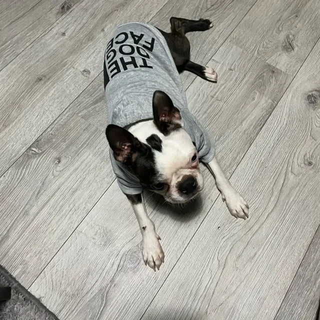 Dog Clothes Hoodies The Dog Face Wind Coat Warm for Small Large Dogs Jacket Sweatshirt French Bulldog Jacket Clothing 5