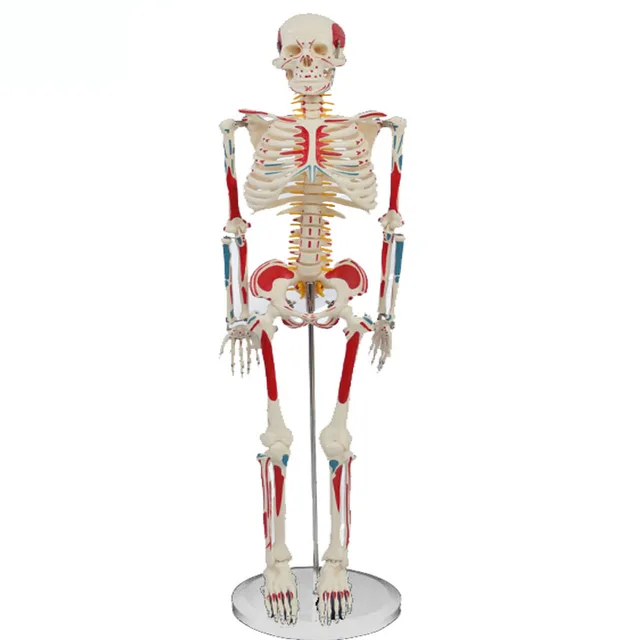 Différents 85CM PVC L'anatomie Humaine Squelette Modèle D