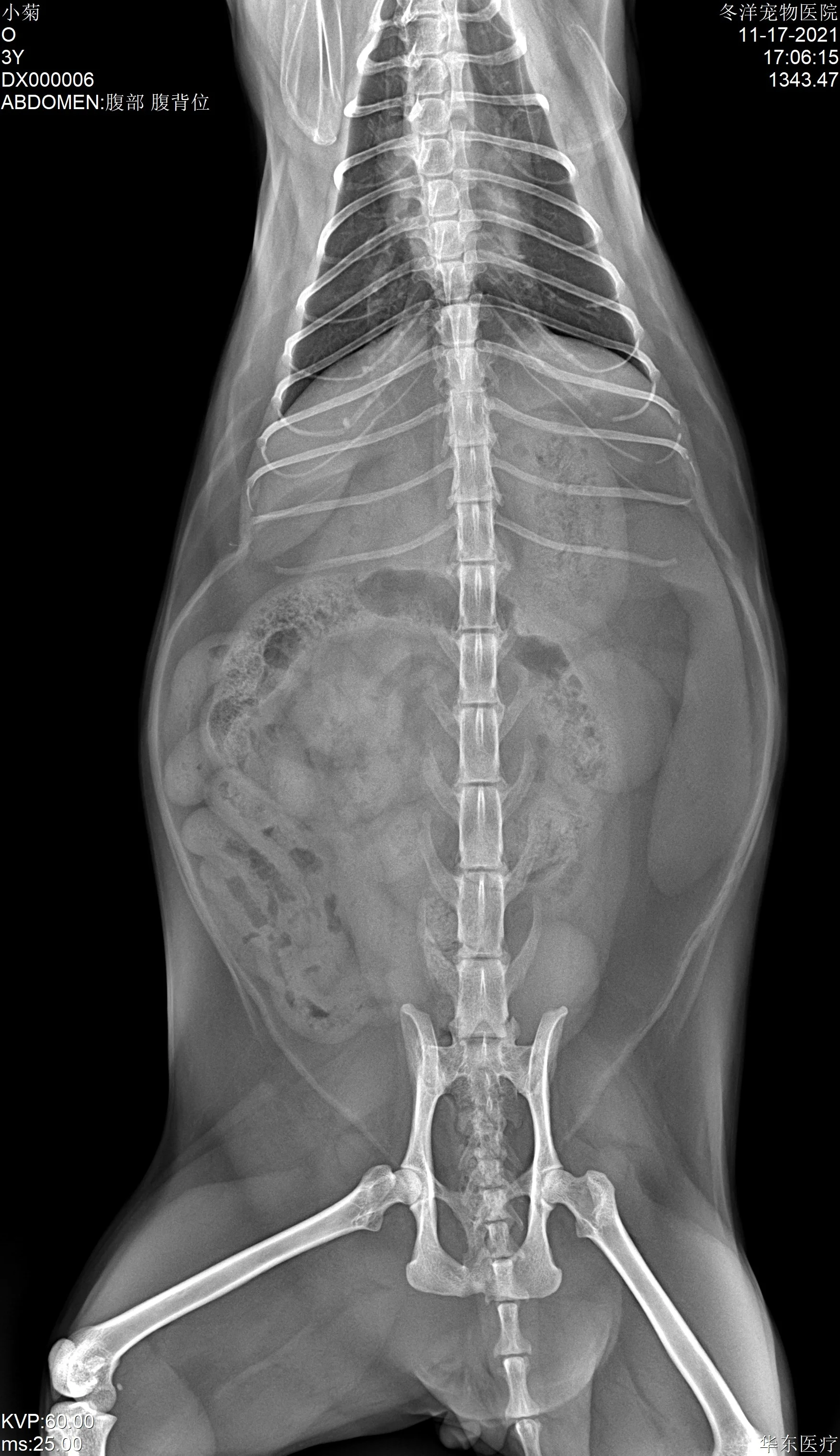 Рисунок 4 - Цифровой рентгенографический аппарат для животных