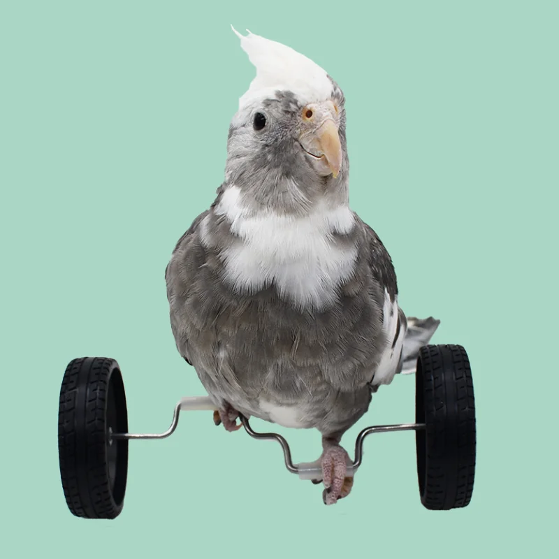 Parrot Balance Birds Intelligence Training Interactive Toy Mini Bicycle Wheels Roller for Small Medium Birds Pet Supplies Toys parrot toy bird toy
