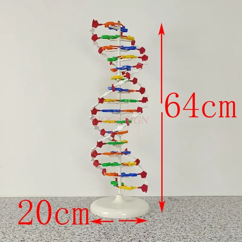 분자 모형 DNA 이중 나선 구조 모델 고등학교 DNA 분자 구조 모형 교구