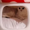 Half-Enclosed Mushroom Cat Bed - Adorable and Functional for Sleeping and Hiding Cat House Dog Bed Pets Cat Bed Dog Accessories 3