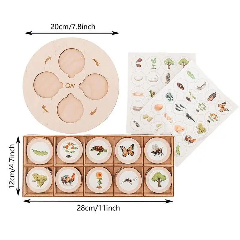 Рисунок 6 - Доска с циклом роста жизни для малышей